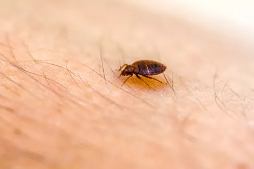 Protégez-vous contre les punaises de lit : Conseils essentiels pour prévenir une infestation
